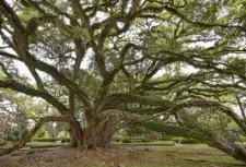 Old Live Oaks de Luisiana - 64 parroquias
