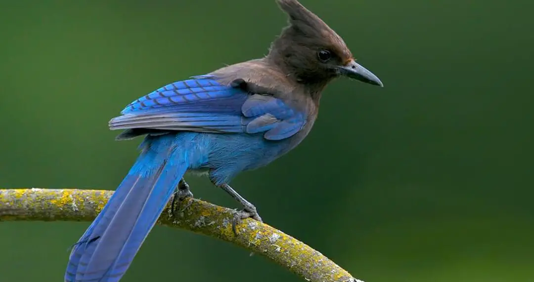 Identificación del arrendajo de Steller, Todo sobre las aves, Laboratorio Cornell de ...