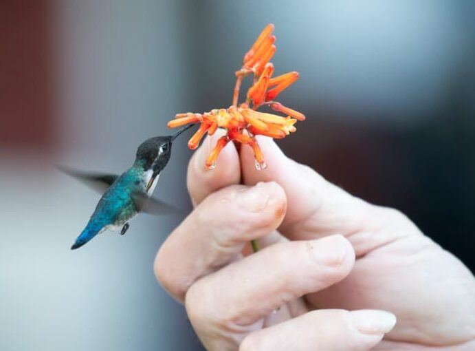 14 datos minúsculos sobre el colibrí abeja - Fact Animal