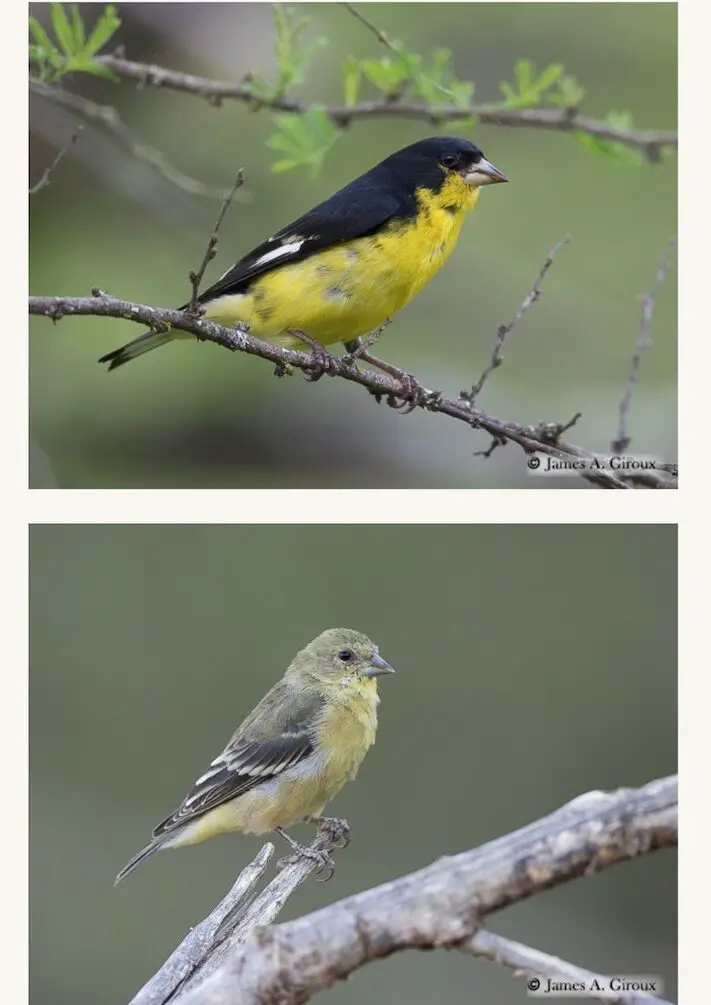 Ave de la semana: jilguero menor - Travis Audubon