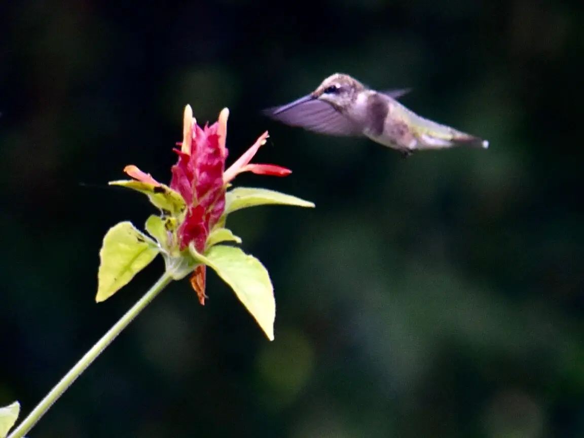 Mantenga los comederos colgados para los colibríes invernales |