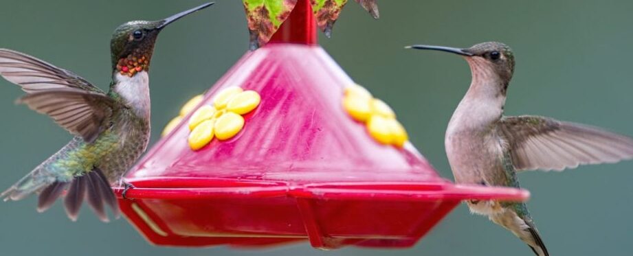 ¿Cuándo regresan los colibríes a Nueva York?