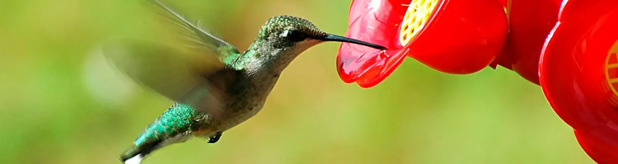 P: ¿Cuándo llegan los colibríes a Florida?