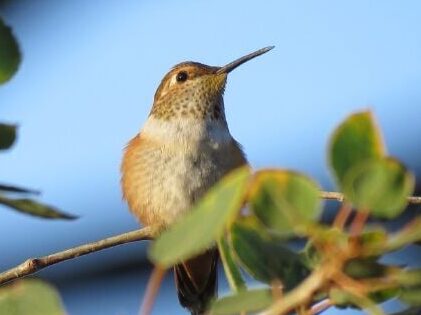 Pregúntele a un guardabosques: Colibríes, un zumbido familiar en el aire en...