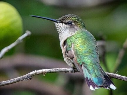 Un nuevo estudio revela cómo los colibríes evolucionaron para volar a gran altura...