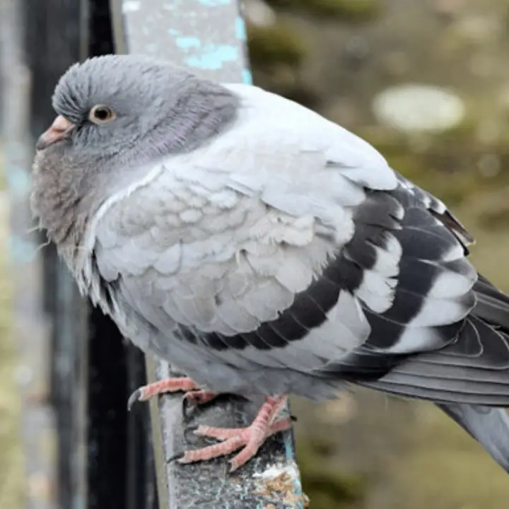 Ciclo de vida de las palomas — Gestión de APC