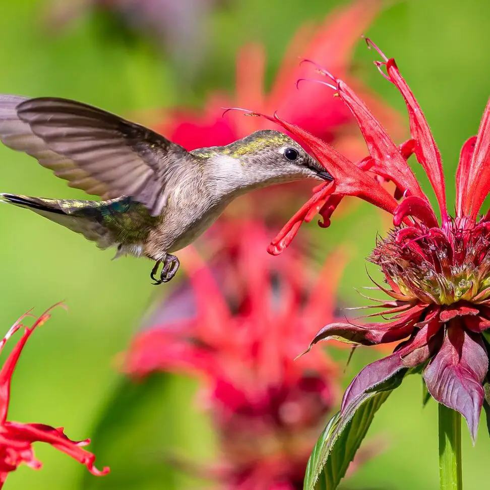 Colibríes en el jardín - Flowerland