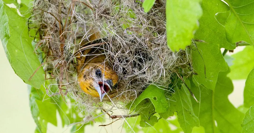 Cómo los Orioles construyen esos increíbles nidos colgantes |