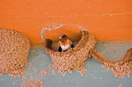 Aves del Suroeste - DesertUSA