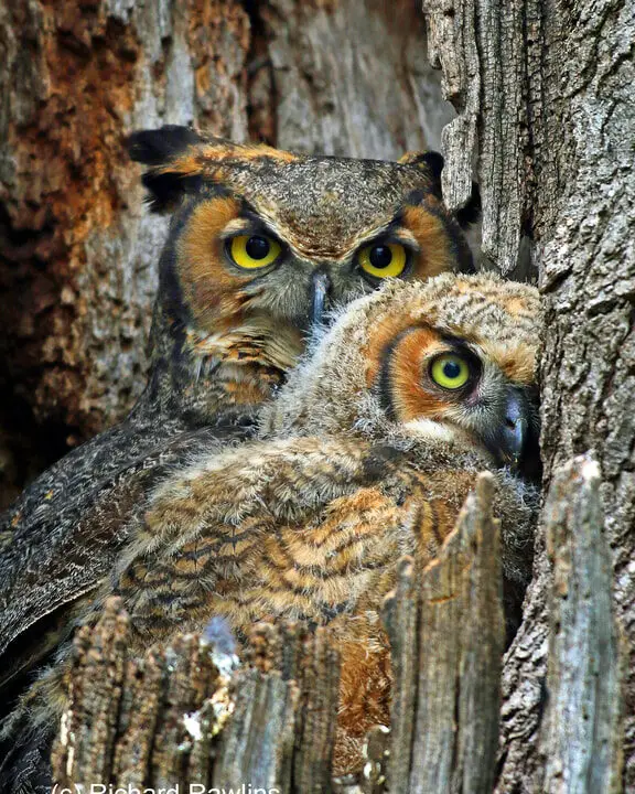 Fotografía y observación respetuosa de búhos - International Owl Center