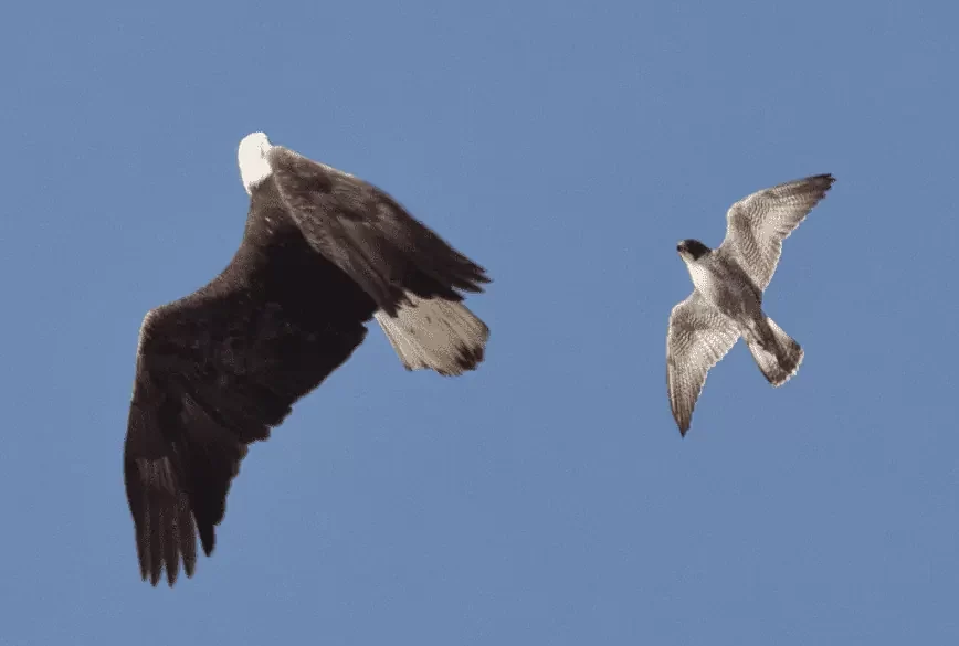El águila pescadora africana vs el águila calva: sus diferencias