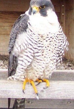 Cernícalo americano - Sociedad Audubon de la ciudad de Oklahoma