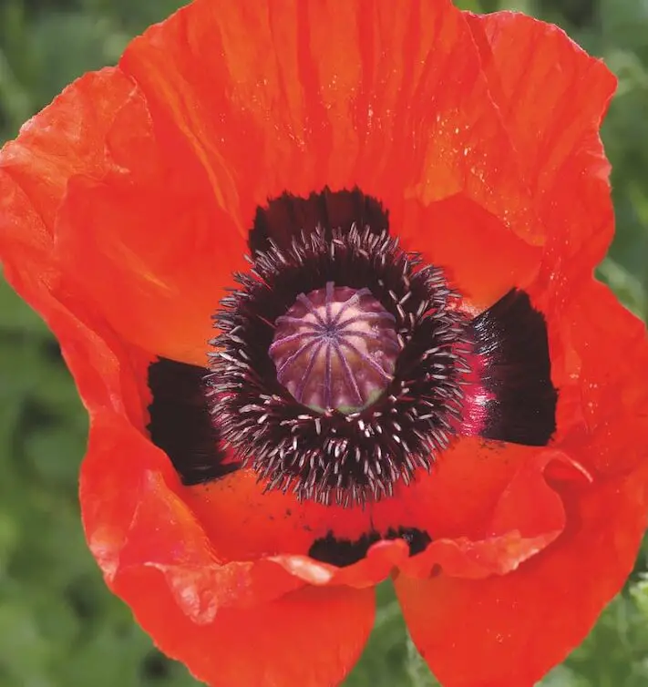 Cómo cultivar amapolas en tu jardín |