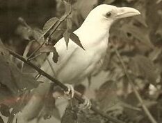 ¿Es este pájaro blanco un cuervo albino?