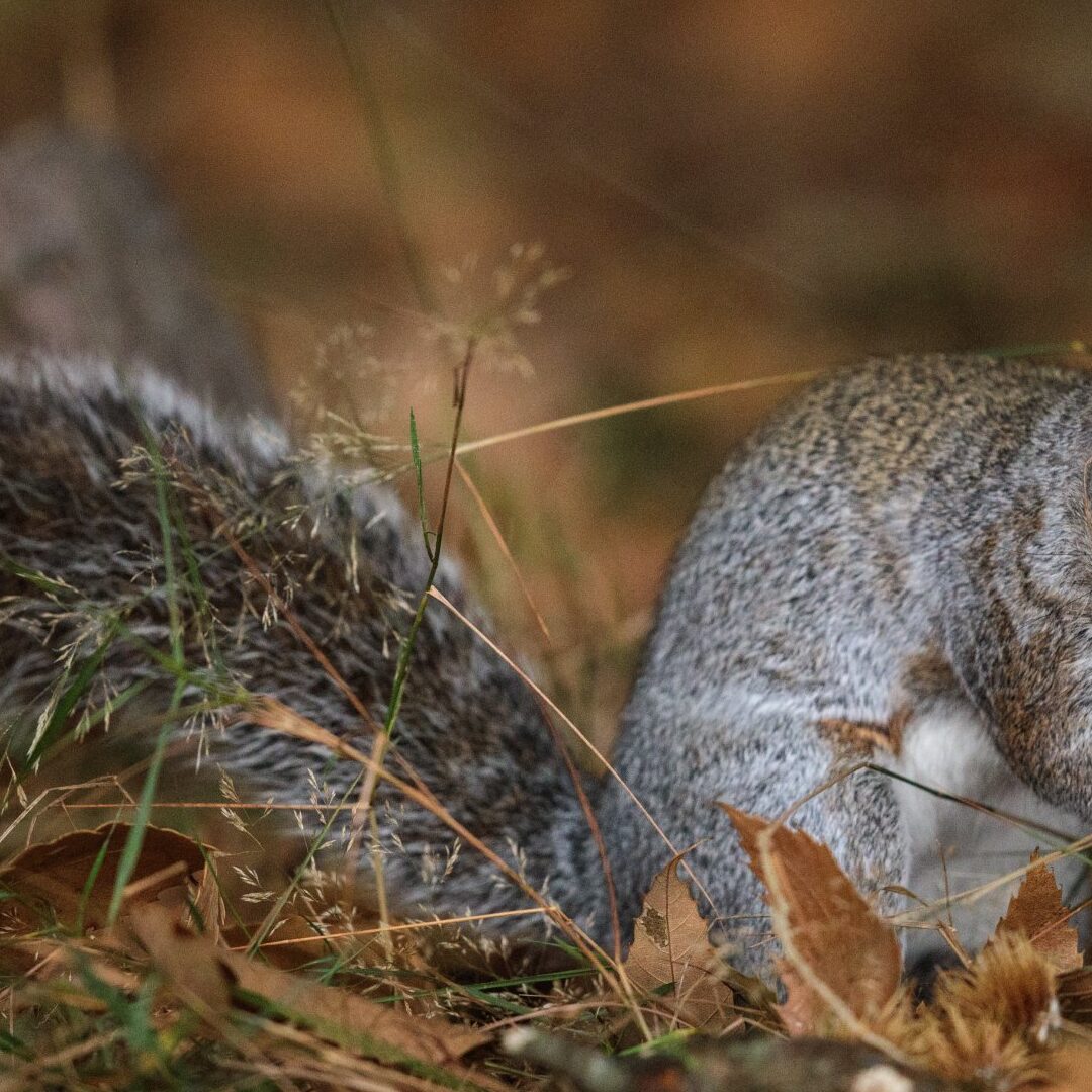10 animales que hibernan, además de los osos |