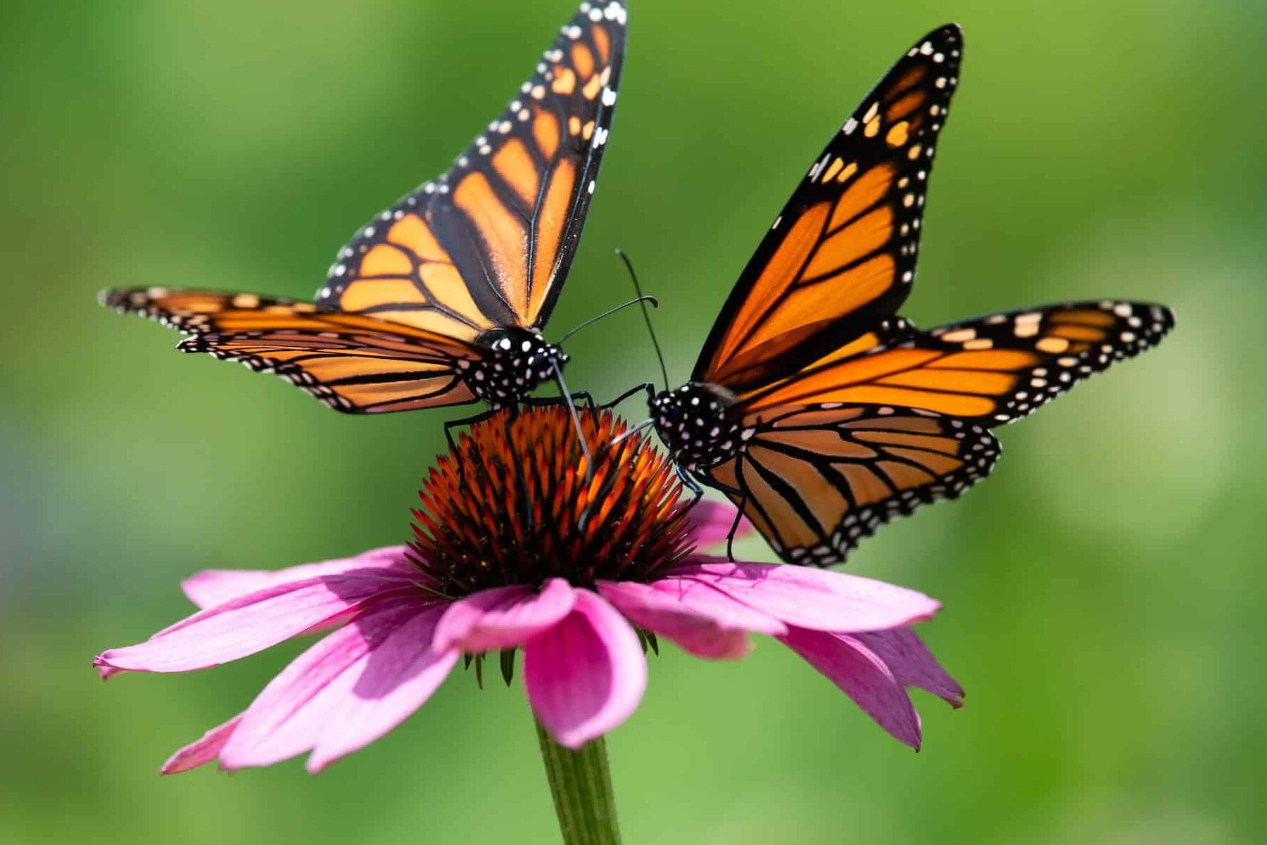 Jardines de mariposas
