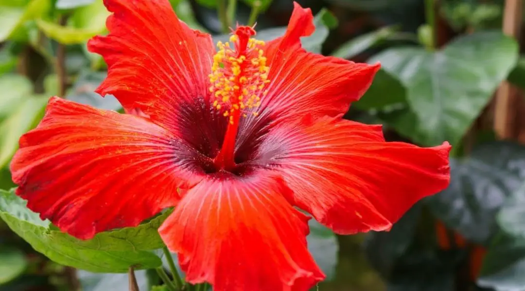 11 consejos para cultivar hermosas plantas de hibisco en contenedores