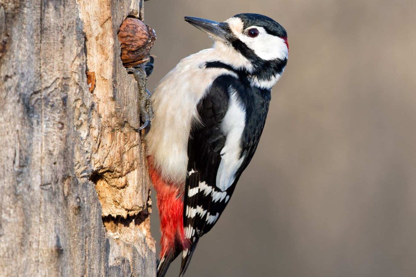 Tipos de aves - Villarroz