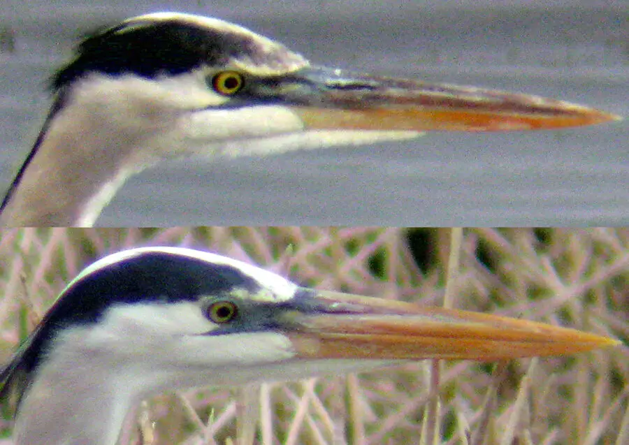 Subespecies por fenología – Garza Azul – Guías Sibley