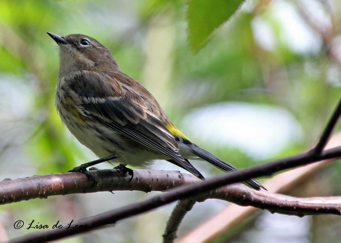 Observación de aves con Lisa de León: reinita rabadilla amarilla - The Gold Standard
