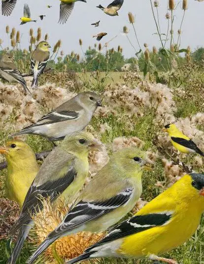pájaro de boca