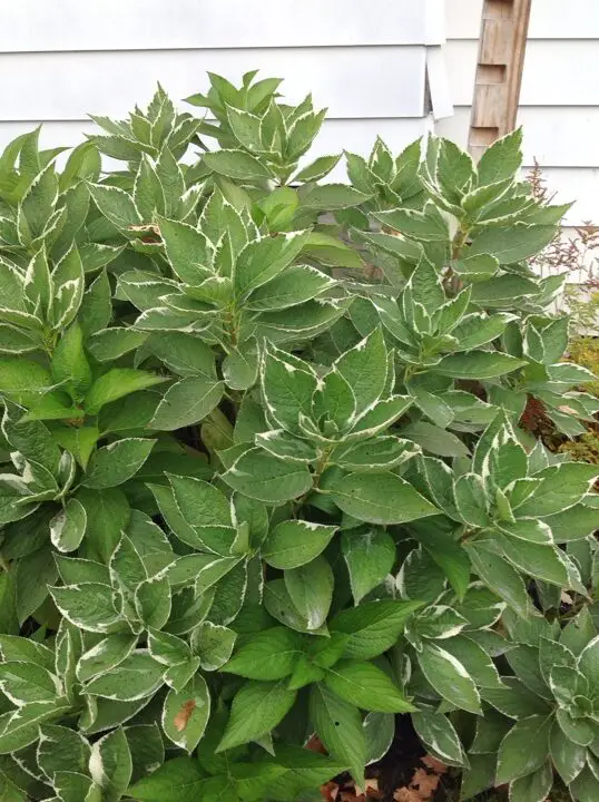 La hortensia no florece