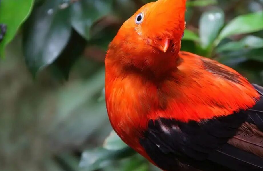 La Llamativa Ave Nacional del Perú El gallito de las rocas andino: ave nacional del Perú
