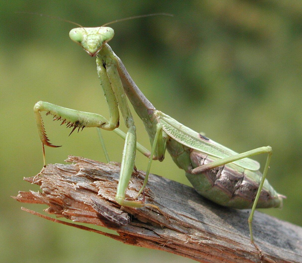 Mantis religiosa y colibríes (foro de depredadores en permanentes)