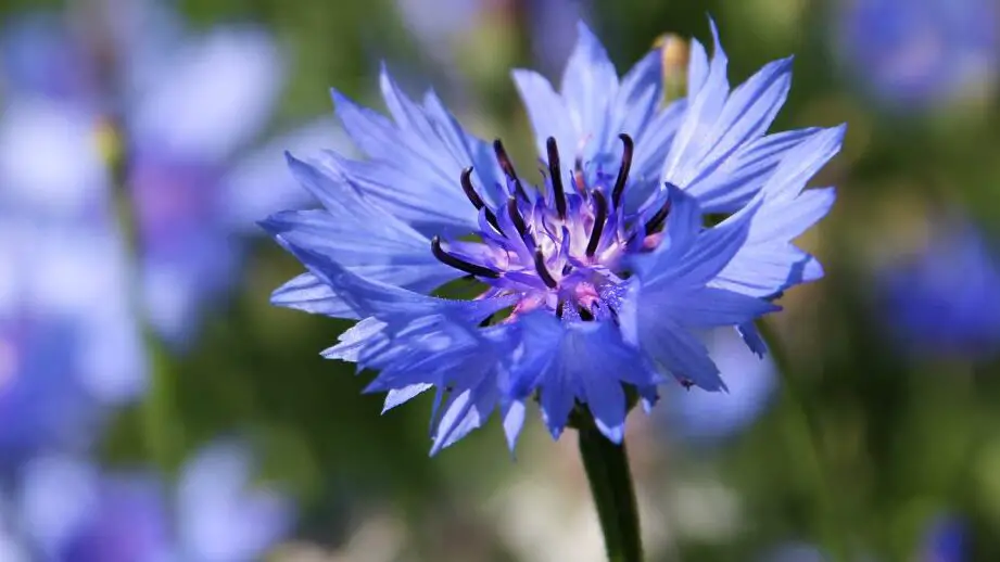 16 flores anuales de rápido crecimiento que aportan mucho color a tu...