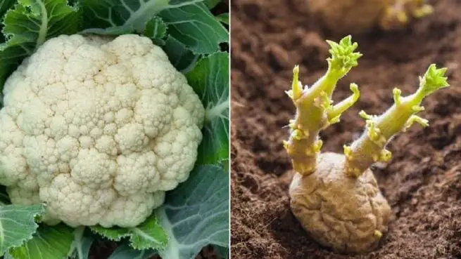 Las 10 mejores verduras para suelos arcillosos - Empress of Dirt
