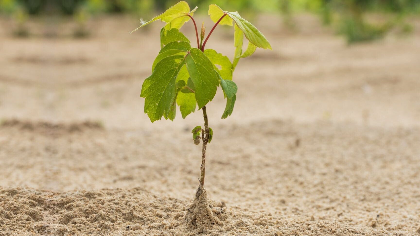 Las 7 mejores plantas para suelos arenosos que prosperan