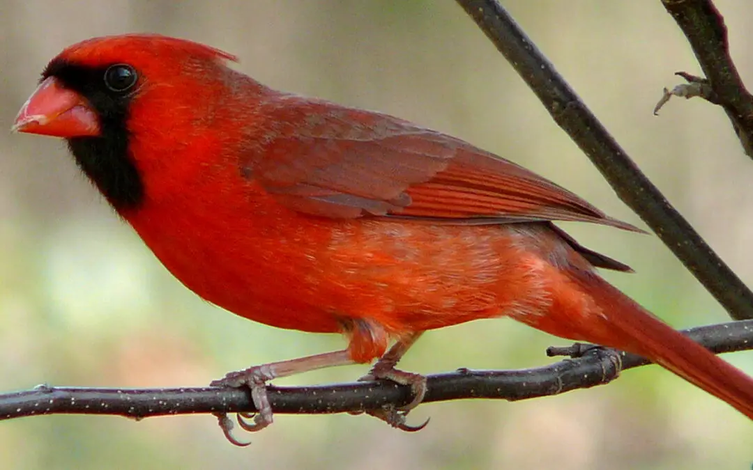 Lista de aves de Ohio - Wikipedia