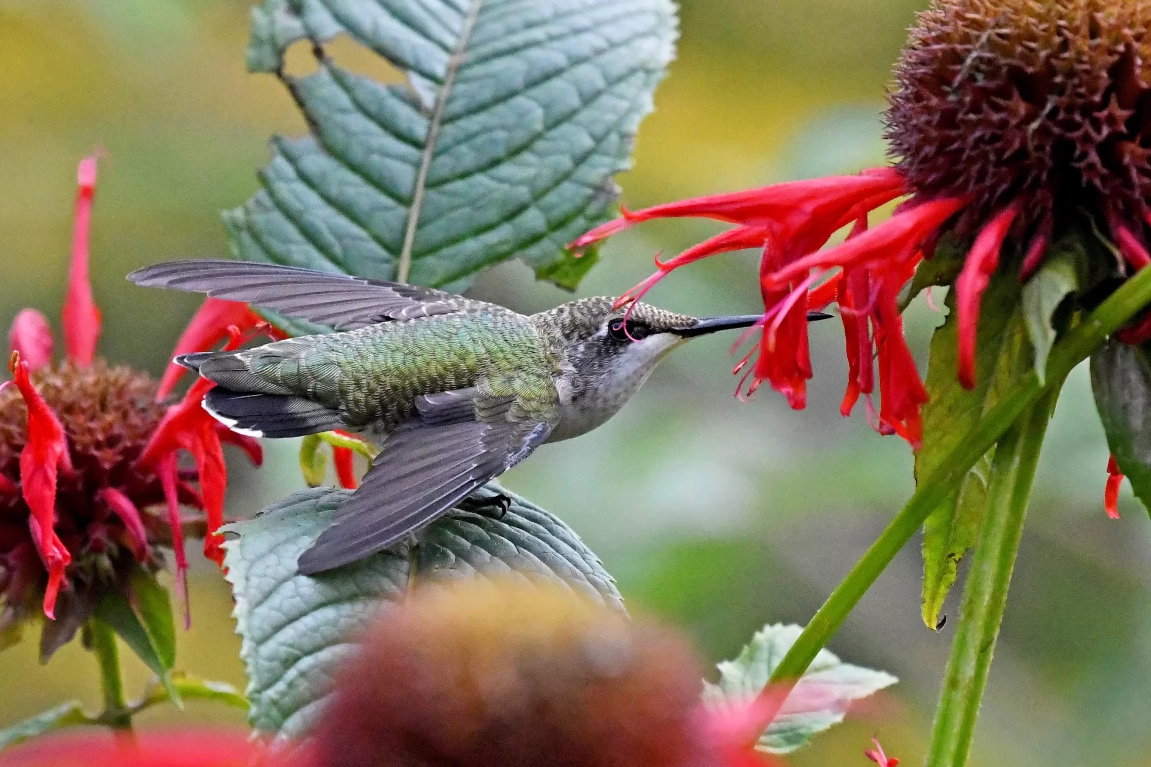 Cómo crear un refugio para los colibríes - JCCWilliamsburg Master ...