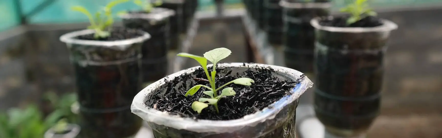 Cómo cultivar microvegetales hidropónicos sin tierra - GroCycle