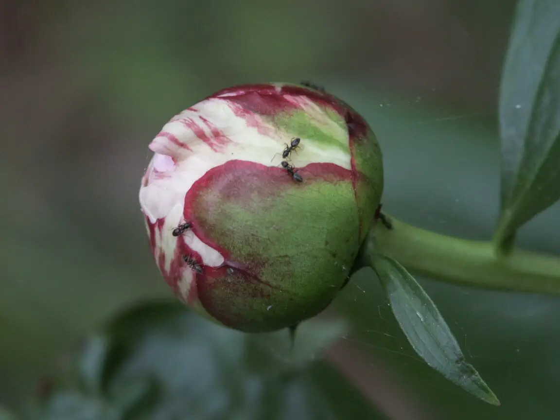 Peonías – Hormigas en las flores |