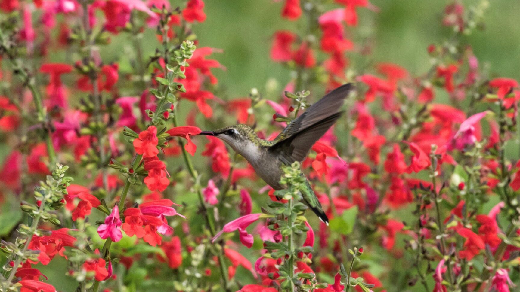 Atraer colibríes al jardín: crear una planta perenne...