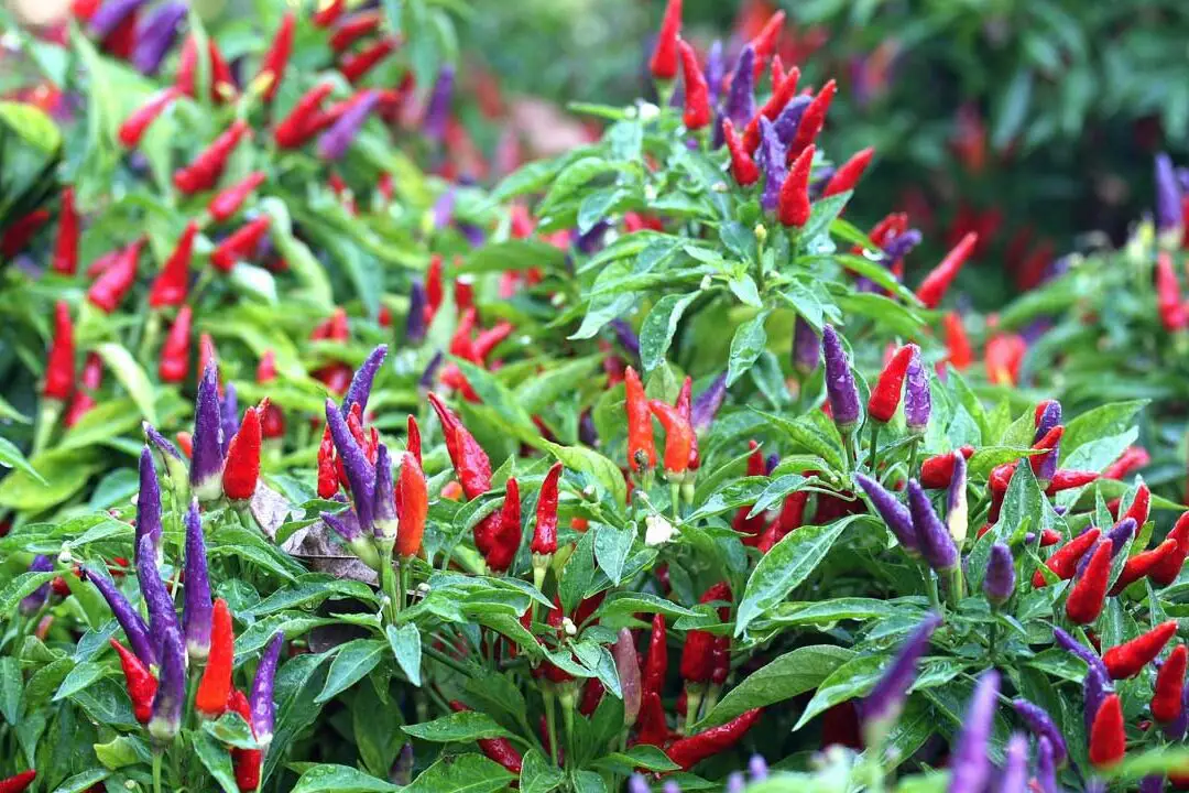 Cómo cultivar pimientos ornamentales |
