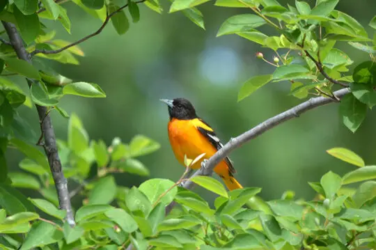 Principales aves de Maryland: descubra las maravillas aviares |