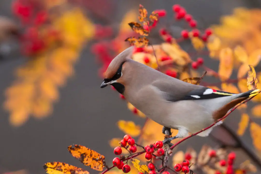 6 consejos para la observación de aves durante la migración de otoño |