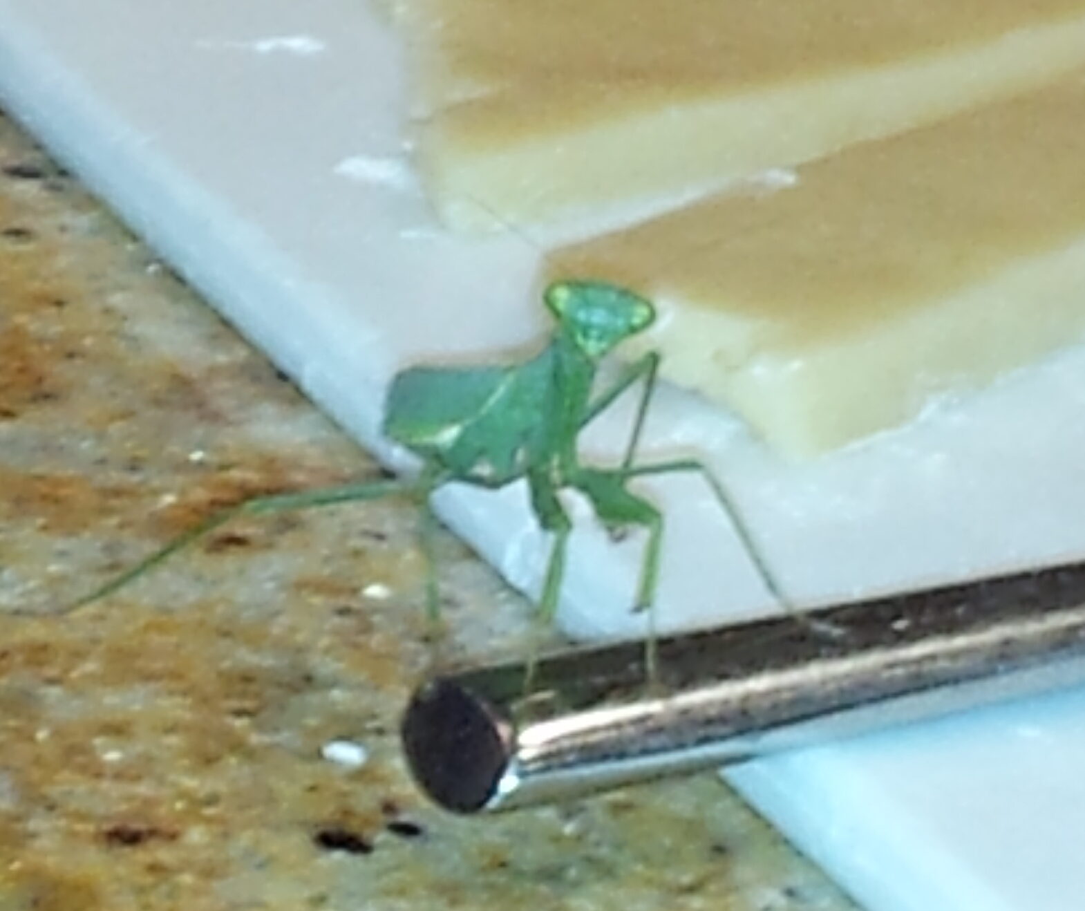 ¿La mantis religiosa envía un mensaje?
