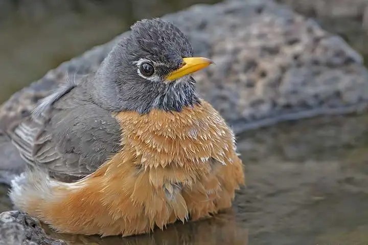 Simbolismo y significado de Robin [Todo lo que sabemos]