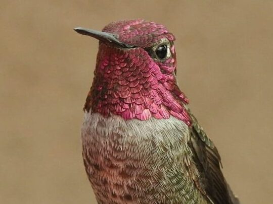 Comida para colibríes: comederos, flores e insectos - Loudoun ...
