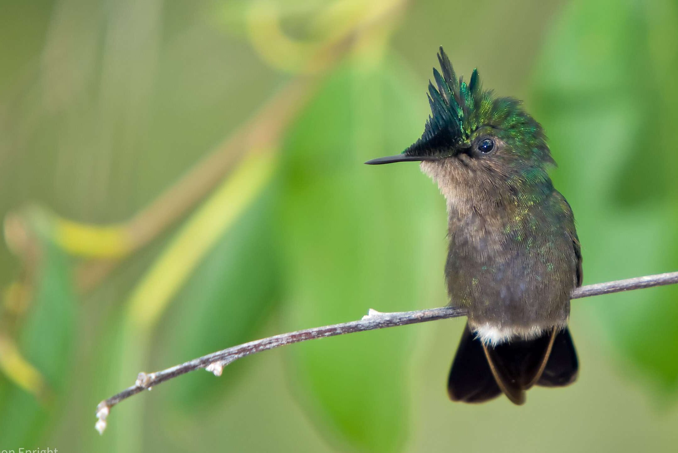 Lo que quizás no sepas sobre los colibríes - Bug Squad - ANR Blogs
