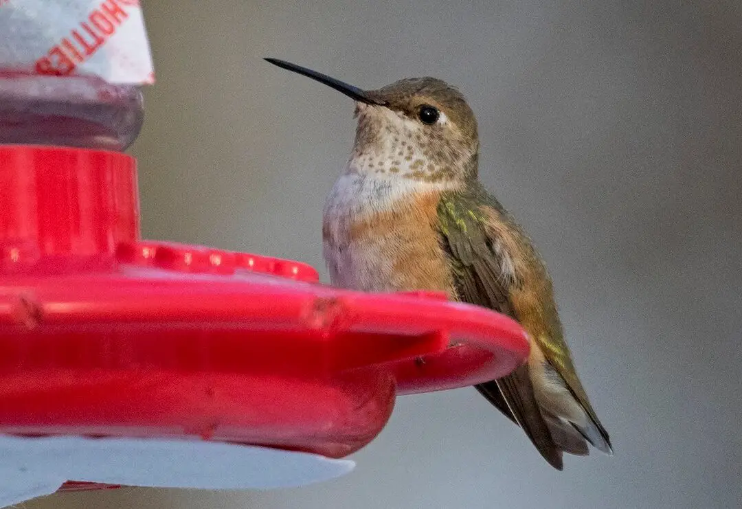Por qué ves colibríes en invierno