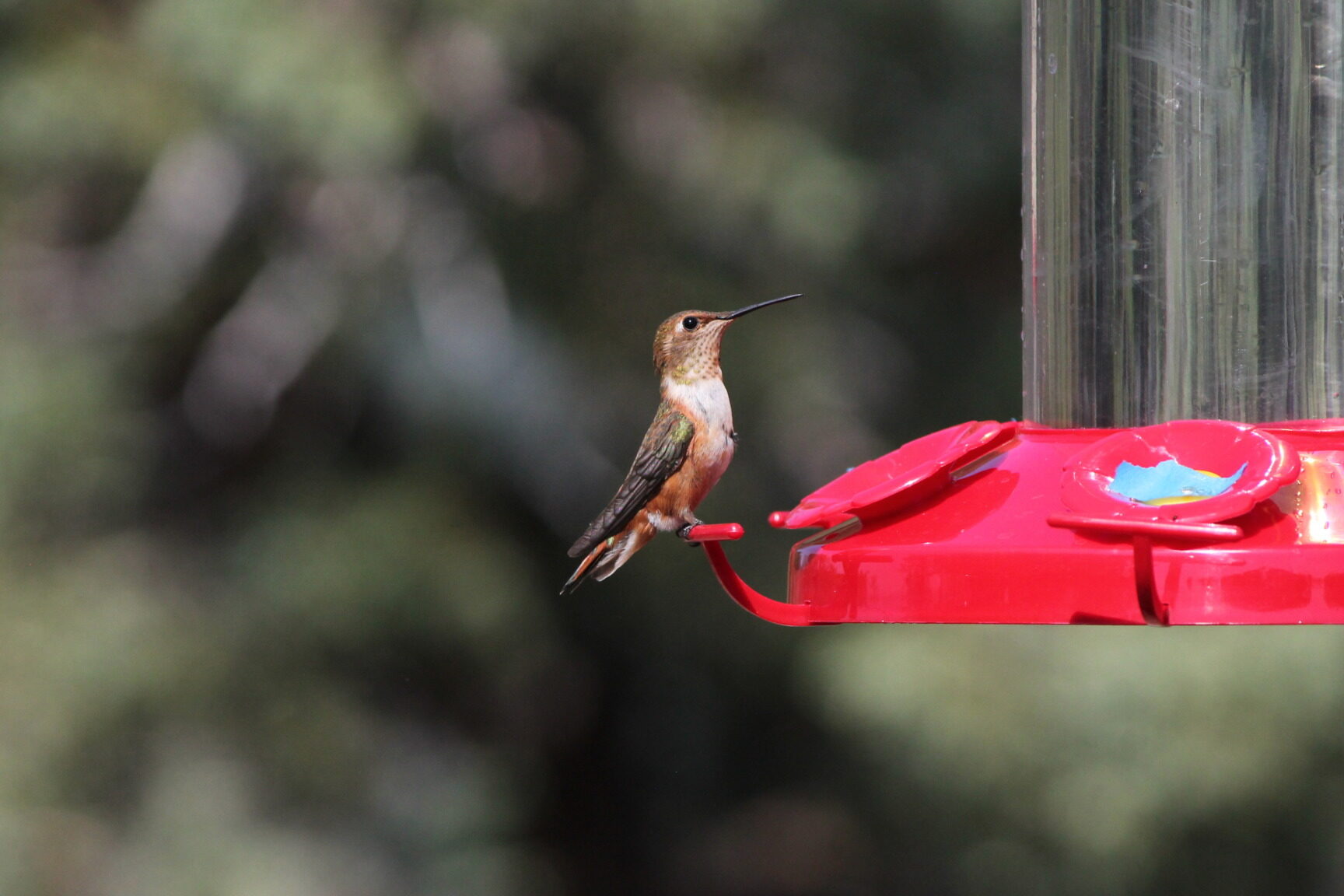 La primavera es el momento de colocar comederos para colibríes - AgriLife Today