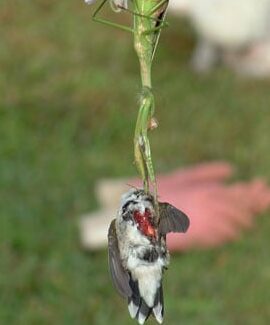 Mantis religiosa: depredador del colibrí – Revista BWD
