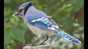 Hábitos del arrendajo azul: qué comen y dónde anidan