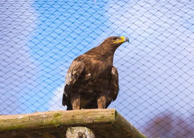 ¿Los halcones comen conejos?