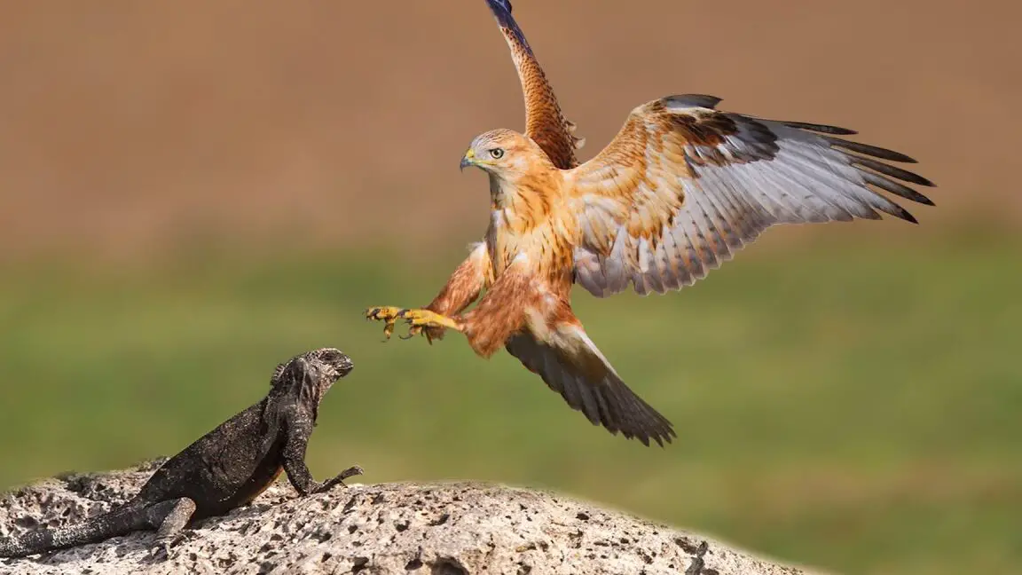 Cómo cazar halcones iguana gigante: peleas de animales