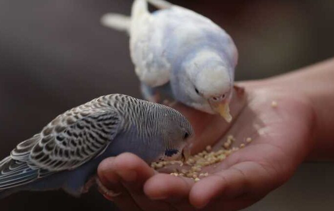 ¿Qué comen los pájaros?